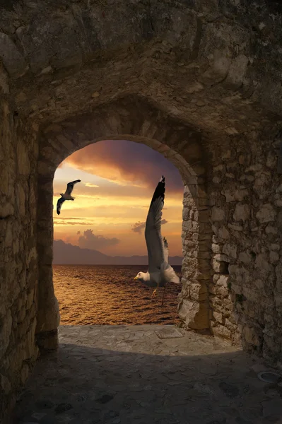 Seagulls at sunset in Santorini island, Greece — Stock Photo, Image