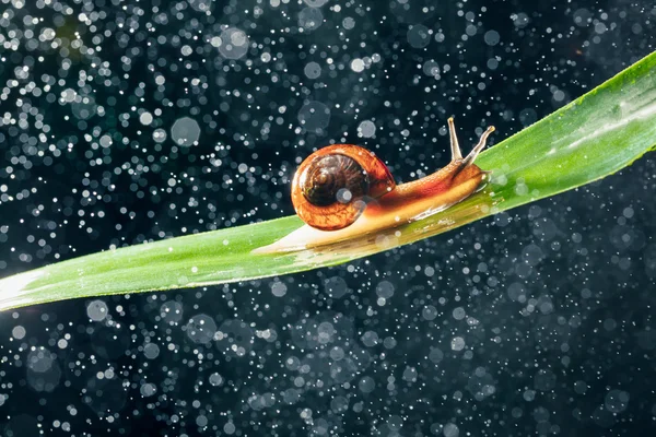 Snail with water particles bokeh as the background — Stock Photo, Image