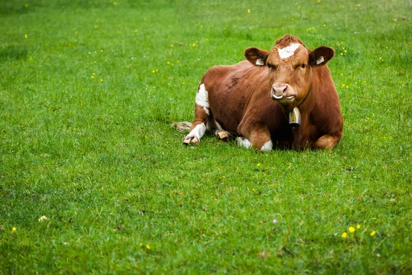 Mucca sdraiata sull'erba — Foto Stock