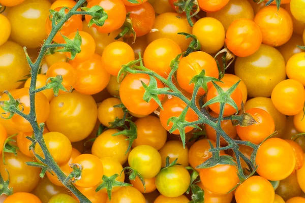 Fondo de tomate amarillo cereza — Foto de Stock