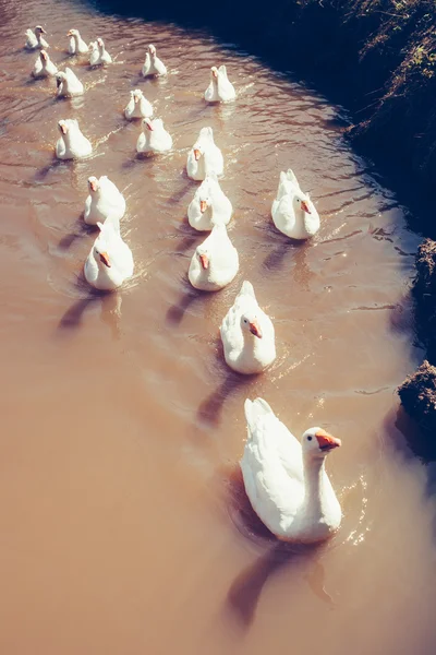 Grupo de gansos nadadores — Fotografia de Stock