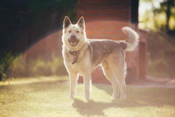 Happy dog smile in sunshine — Stock Photo, Image