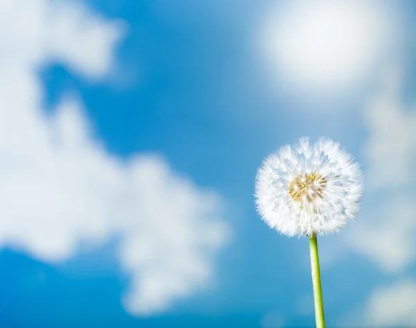 Paardebloem bloem op blauwe lucht achtergrond — Stockfoto