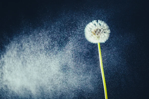 水粒子背景にタンポポの花 — ストック写真
