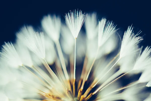 Del av maskros blomma på mörk bakgrund — Stockfoto