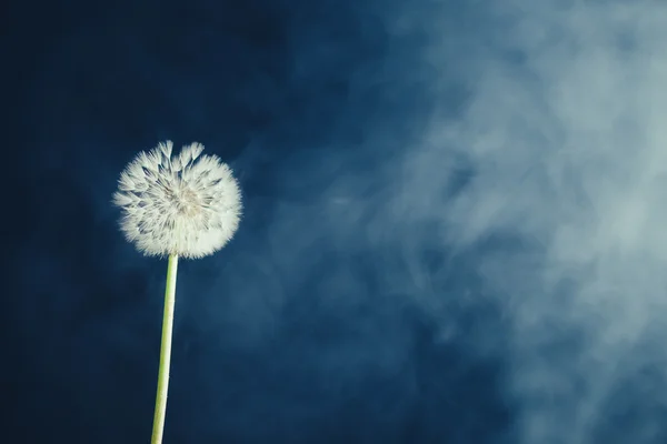 Fleur de pissenlit sur fond de brouillard — Photo