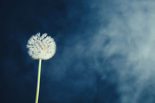 霧の背景にタンポポの花 — ストック写真