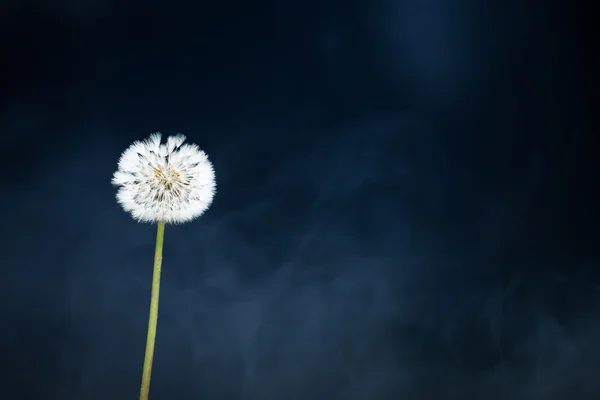 Dandelion flower on fog background — Stock Photo, Image