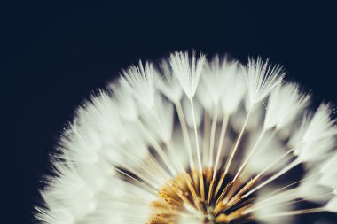 koyu arka plan üzerinde karahindiba çiçek parçası