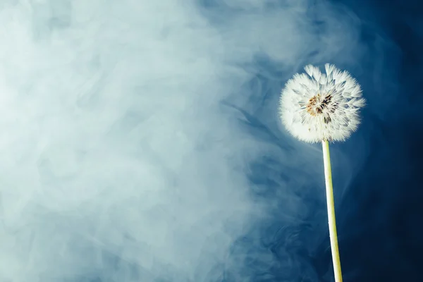 霧の背景にタンポポの花 — ストック写真