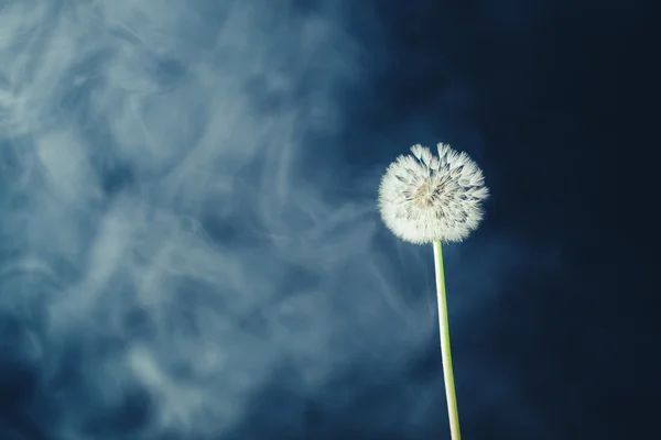Fleur de pissenlit sur fond de brume — Photo