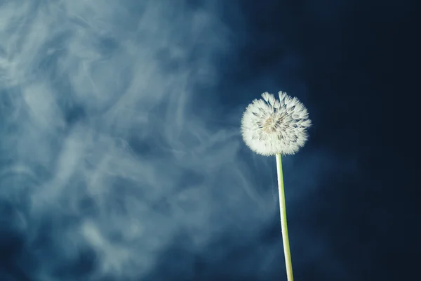 Flor de diente de león sobre fondo de neblina —  Fotos de Stock