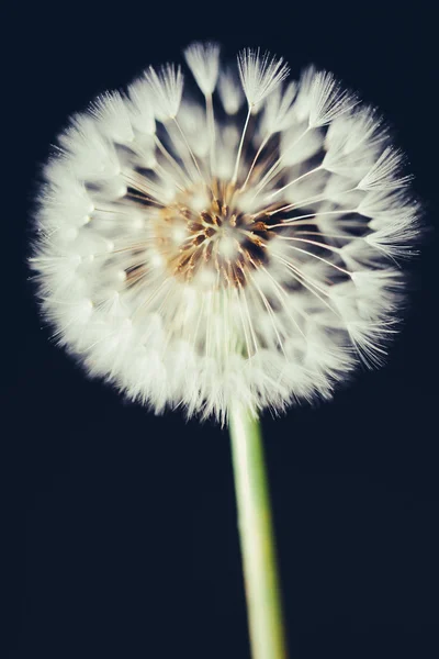 Maskros blomma på mörk bakgrund — Stockfoto