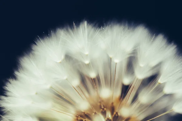 Partie de la fleur de pissenlit sur fond sombre — Photo