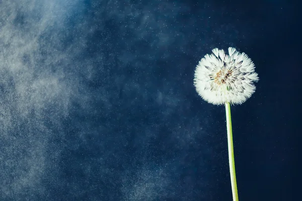 Löwenzahnblüte gegen Wasserpartikel Hintergrund — Stockfoto