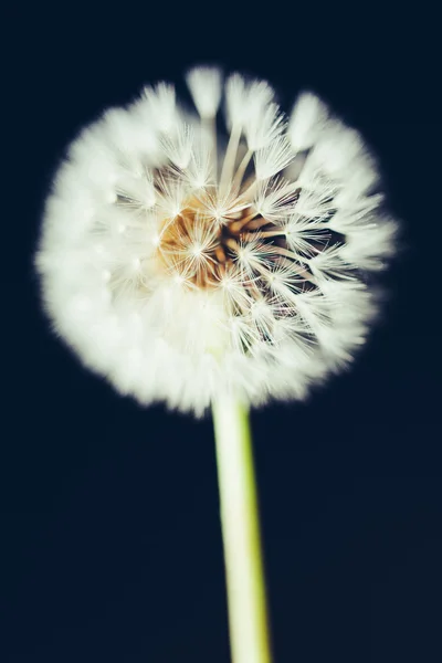 Dandelion flower on dark background — Stock Photo, Image