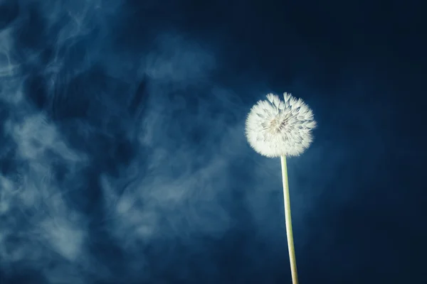 Цветок одуванчика на фоне тумана — стоковое фото