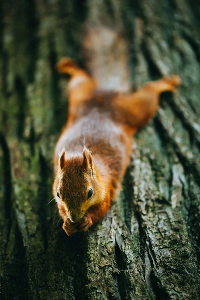 Wiewiórka zjada orzecha na drzewie — Zdjęcie stockowe