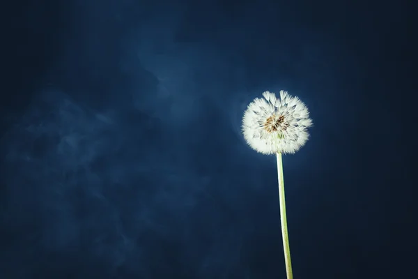 Maskros blomma på dimma bakgrund — Stockfoto