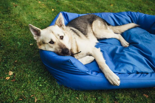 Relaksujące psa na jego łóżku, Zielona trawa tło — Zdjęcie stockowe