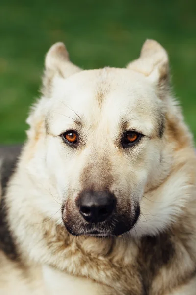 Portret van hond gezicht, groene achtergrond — Stockfoto