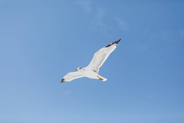 Mavi gökyüzü arka planında uçan martı