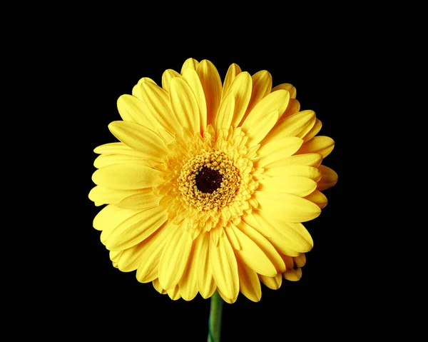 Flor Gerbera Amarelo Isolado Preto Close Vista — Fotografia de Stock