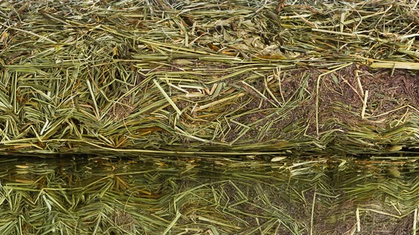 家畜用の新鮮な干し草の草の草の給餌 クローズアップ — ストック写真