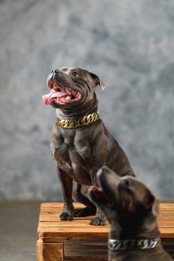 Stamfordshire köpeği, stüdyo fotoğrafı, yakın çekim.