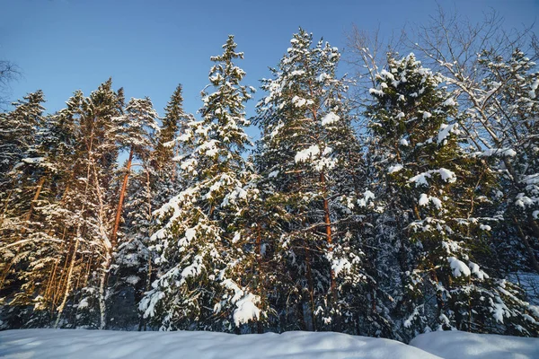 Pinheiros Floresta Inverno Com Fundo Neve — Fotografia de Stock
