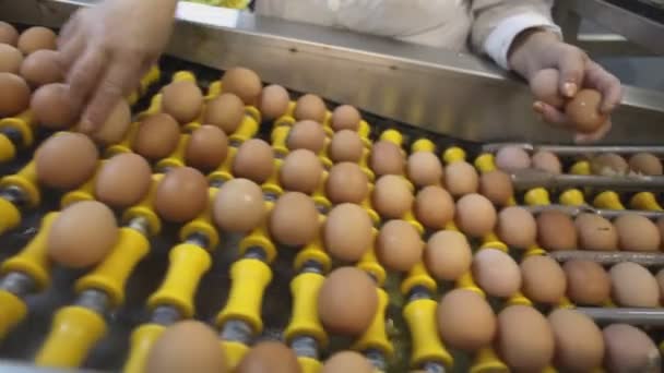 Tavuk Çiftliğinde Yumurta Üretim Hattı Devrede Kalite Kontrol Süreci Elle — Stok video