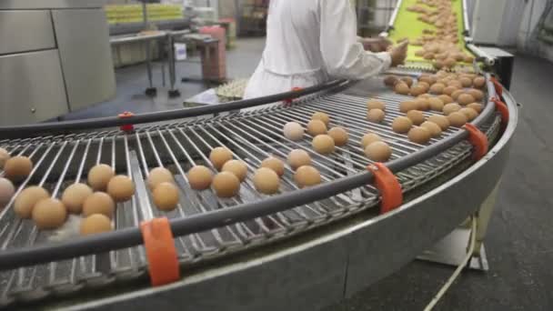 Egg Production Line Action Chicken Farm Quality Control Process Hands — Stock Video