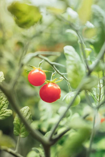 Körsbärstomatskörd Artificiellt Ljus Från Hps Odlingslampa — Stockfoto