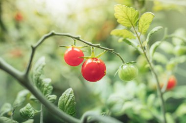 Vişneli domates hasadı HPS 'in yapay ışığı altında büyüyen lamba, yakın çekim görüntüsü