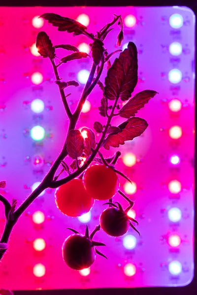 Συγκομιδή Τομάτας Κεράσι Κάτω Από Φως Οδήγησε Φυτρώνουν Λαμπτήρα — Φωτογραφία Αρχείου