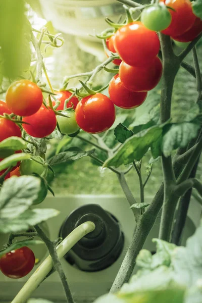 Récolte Tomates Cerises Sous Lumière Artificielle Lampe Culture Hps — Photo