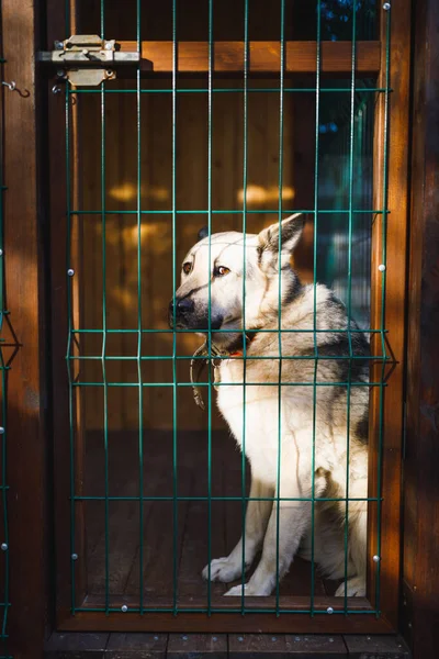 Dog Sitting Kennel Outdoor Kennel Enclosure Close View — Stock Photo, Image