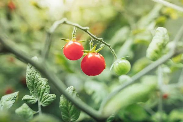 Cherrytomatenoogst Onder Kunstlicht Van Hps Kweeklamp Stockfoto