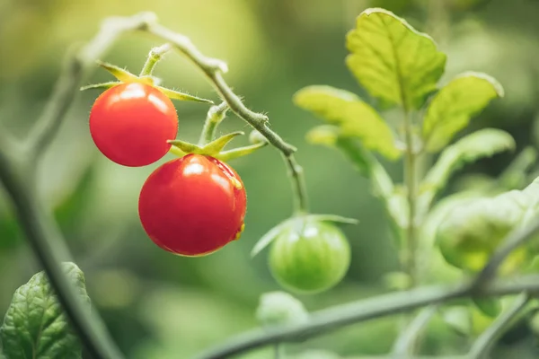 Récolte Tomates Cerises Sous Lumière Artificielle Lampe Culture Hps Images De Stock Libres De Droits