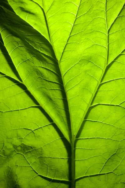 Green Leaf Texture Close View Royalty Free Stock Photos