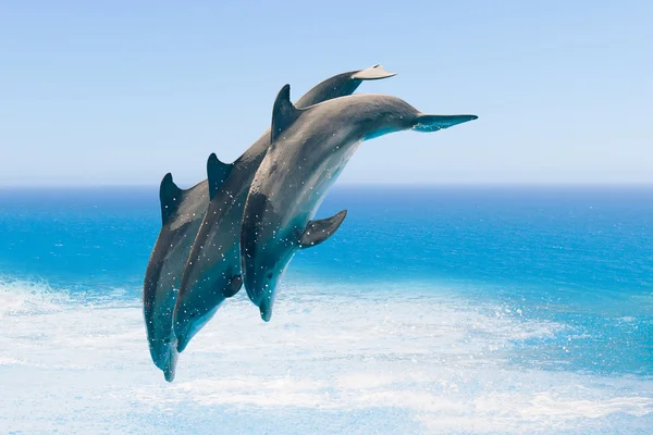 Groupe de dauphins sauteurs, fond marin bleu — Photo