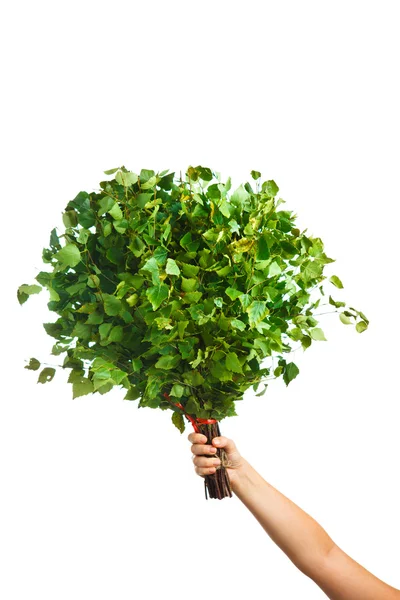 Banda zelené březové větvičky v ruce izolované na bílém — Stock fotografie