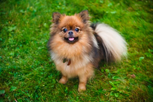 Pomeranya köpeği (zwergspitz) — Stok fotoğraf