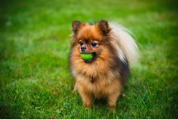 Pomeranian dog (Zwergspitz) — Stock Photo, Image