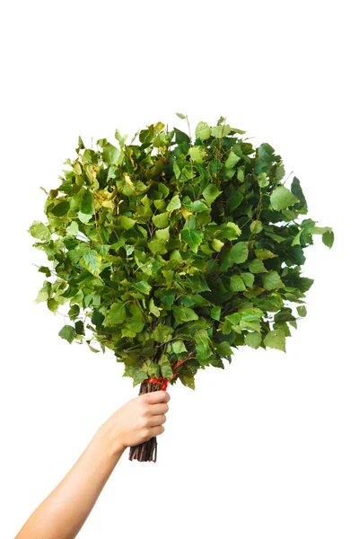 Bos van groene birch twijgen girosaldi geïsoleerd op wit — Stockfoto