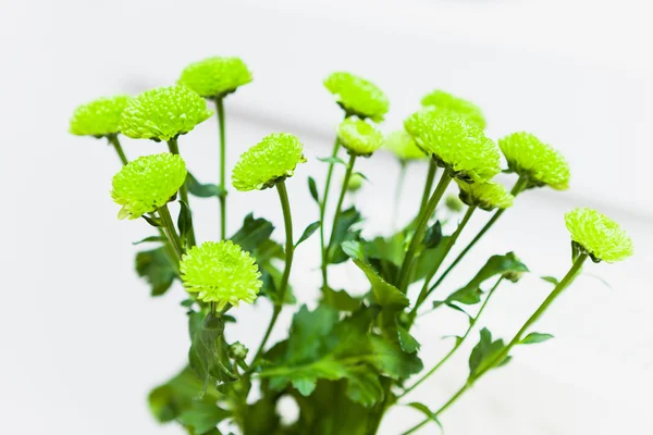 Grüne Chrysanthemenblüten auf weiß — Stockfoto