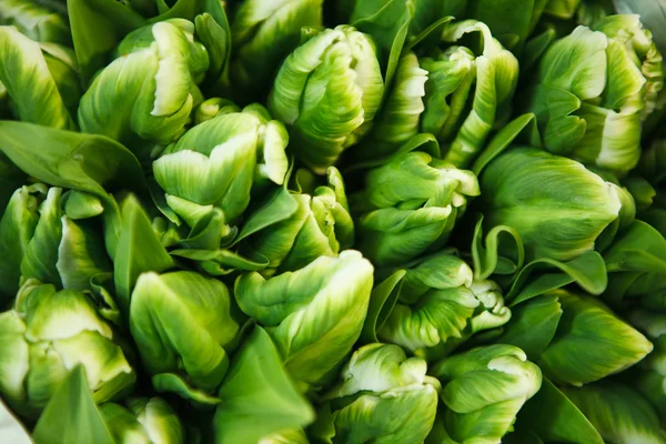 Green tulips at the flowers wholesale market — Stock Photo, Image