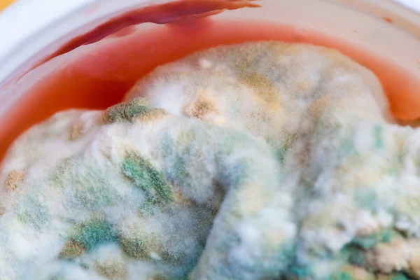 Closeup of mold — Stock Photo, Image