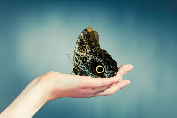 Mariposa en la mano, fondo azul —  Fotos de Stock