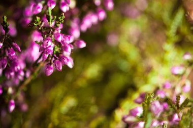 doğal bahar bitki arka plan boşluk ile